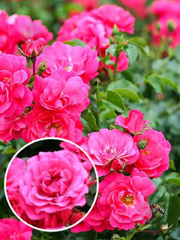 ᐉ Растение Роза почвопокровная розовая С30 • Купить в Киеве, Украине • Лучшая цена в Эпицентр К