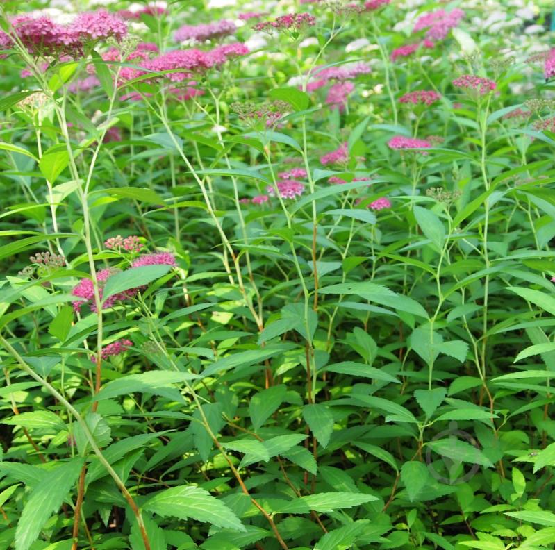 Саджанець Спірея японська Anthony Waterer - фото 1 Саджанець Спірея японська Anthony Waterer - фото 1