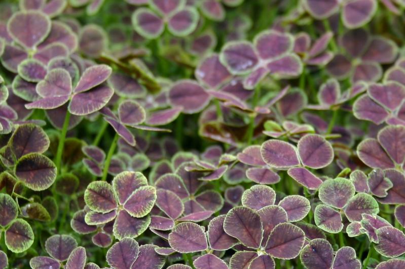 Саженец Клевер ползучий Pentaphyllum - фото 2