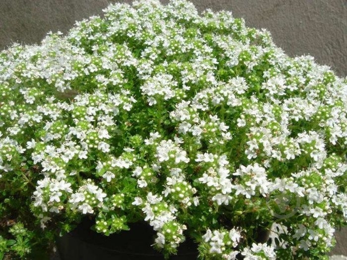 Растение Тимьян ползучий Albus C1,5 - фото 1