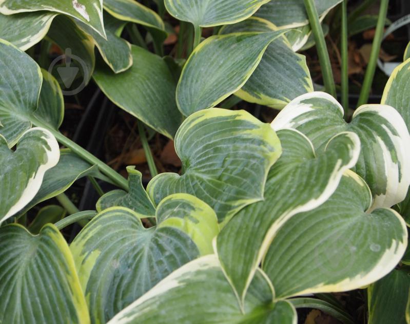 Саженец хоста First Frost (С3) - фото 1