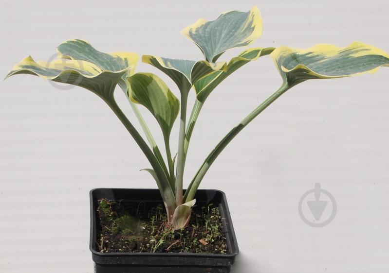 Саженец хоста First Frost (С3) - фото 2