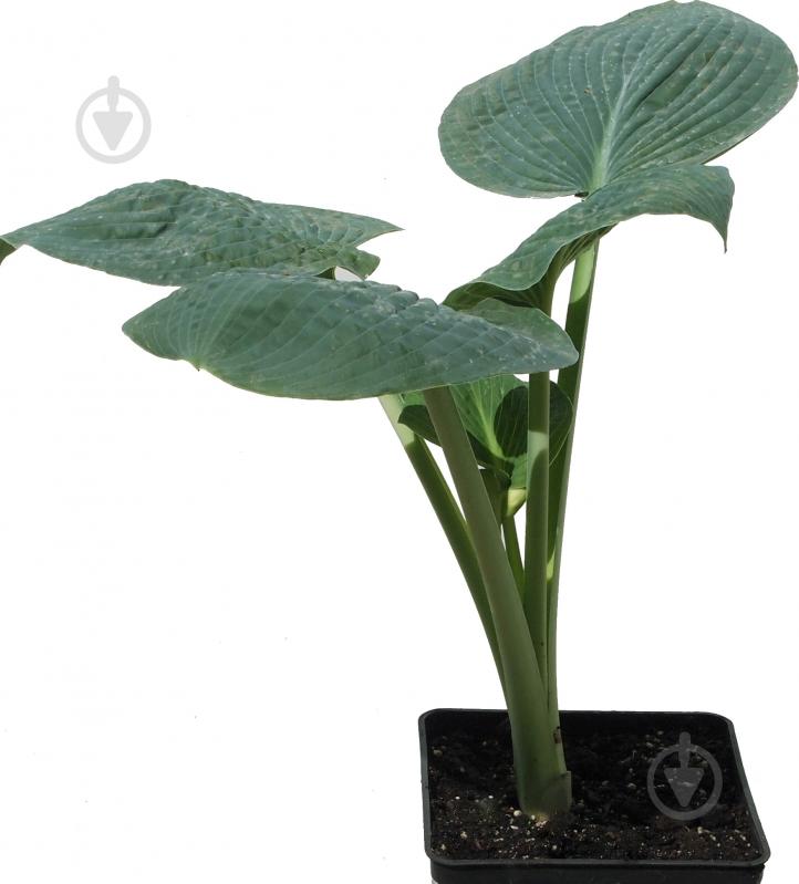 Рослина Хоста Big Daddy - фото 2