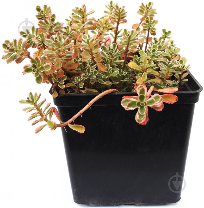 Саджанець Очиток Tricolor - фото 1 Саджанець Очиток Tricolor - фото 1