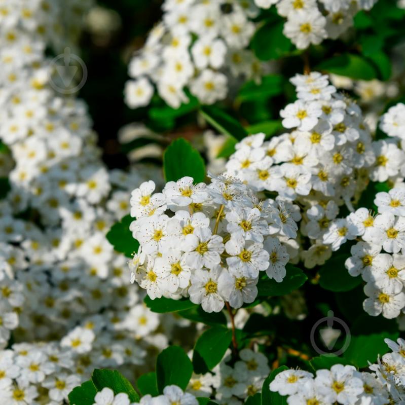 Растение Спирея ниппонская Snowmound С7,5 - фото 1