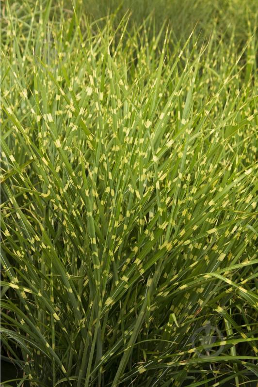 Рослина Міскантус китайський Zebrinus - фото 1