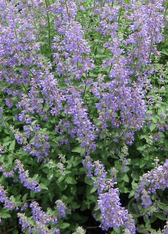 ᐉ Рослина Котовник Dropmore • Краща ціна в Києві, Україні • Купити в ...