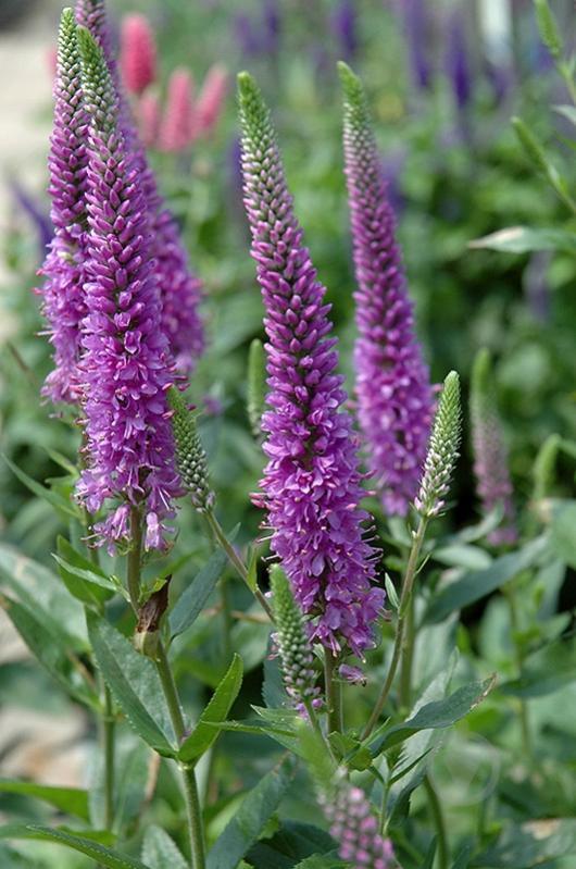 ᐉ Рослина Вероніка 'Purpleicious • Краща ціна в Києві, Україні • Купити ...