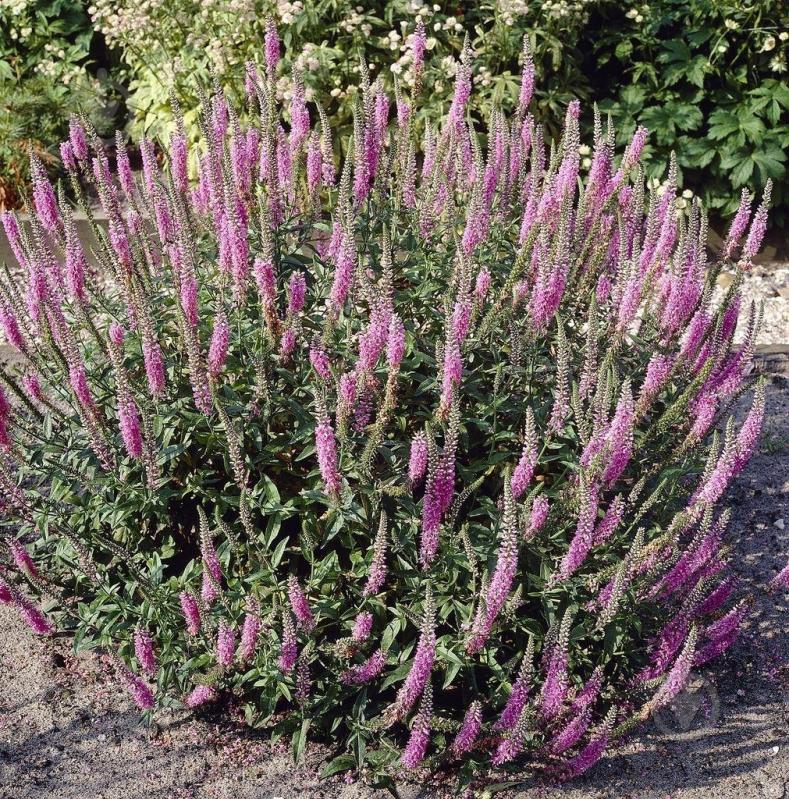 Рослина Вероніка довголиста 'Pink Damask' - фото 2 Рослина Вероніка довголиста 'Pink Damask' - фото 2
