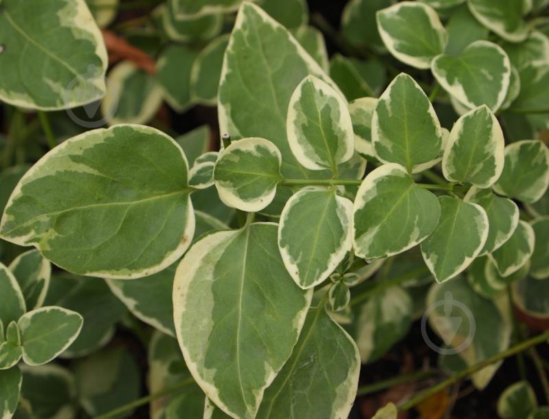 Растение Барвинок большой 'Variegata' - фото 2 Растение Барвинок большой 'Variegata' - фото 2