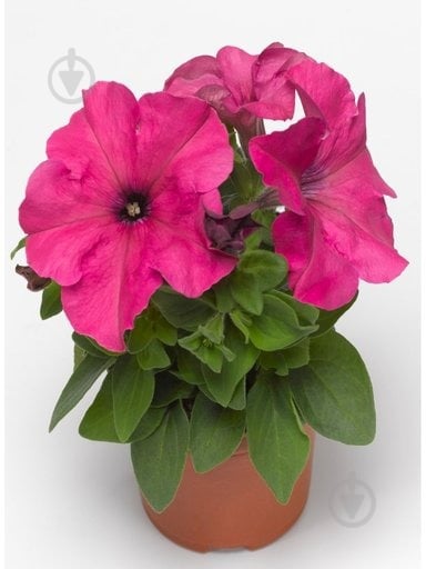 Рослина Петунія d10 h15 - фото 1