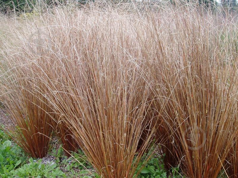 Растение Carex buhanaii Fire Fox (С3) - фото 2
