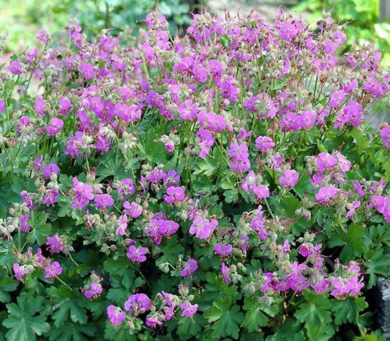 Растение Geranium cant. 'Cambridge' (С3) - фото 2