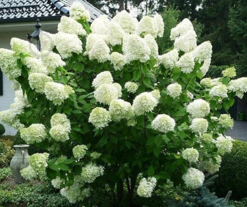 Растение Гортензия метловидная 'Polar Bear' (Hydrangea paniculata 'Polar Bear') (С3) - фото 4 Растение Гортензия метловидная 'Polar Bear' (Hydrangea paniculata 'Polar Bear') (С3) - фото 4