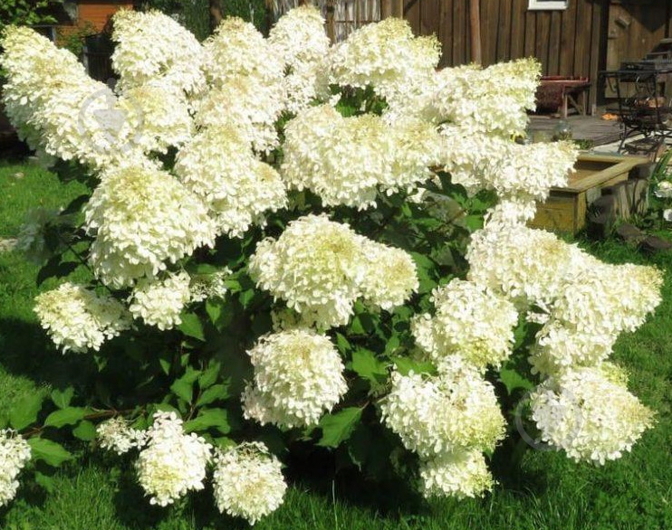 Растение Гортензия метловидная 'Polar Bear' (Hydrangea paniculata 'Polar Bear') (С3) - фото 3 Растение Гортензия метловидная 'Polar Bear' (Hydrangea paniculata 'Polar Bear') (С3) - фото 3
