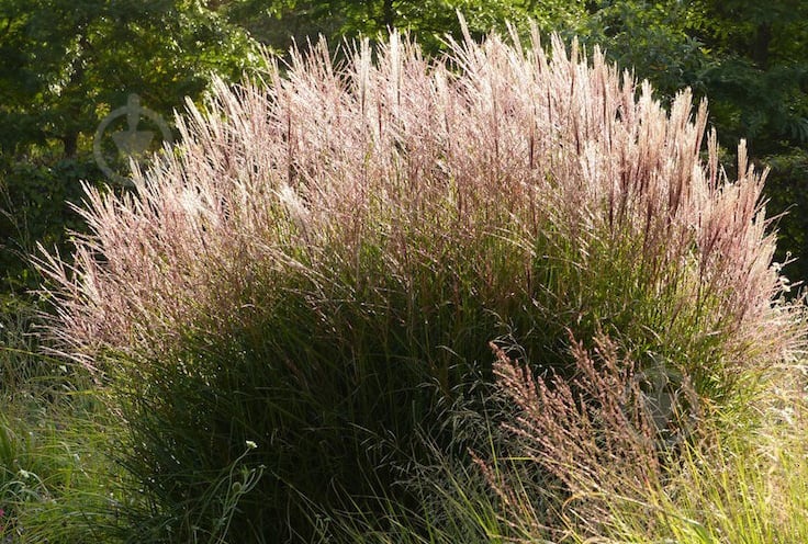 Рослина Miscanthus sin. 'Kl. Silberspinne' (Міскантус китайський 'Kl. Silberspinne') (C3) - фото 2