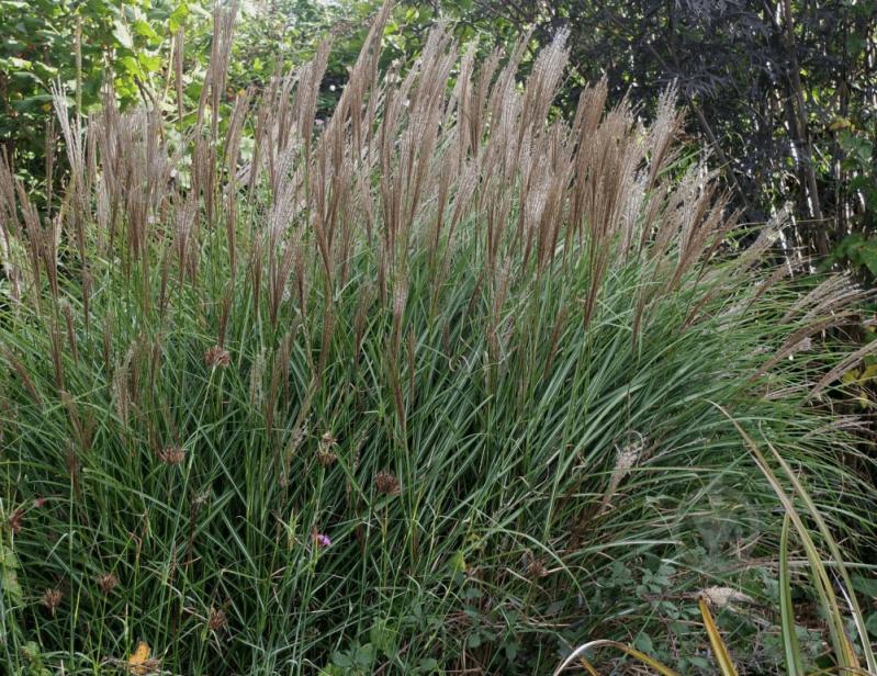 Рослина Miscanthus sin. 'Kl. Silberspinne' (Міскантус китайський 'Kl. Silberspinne') (C3) - фото 4