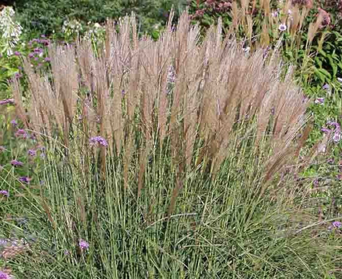 Рослина Miscanthus sin. 'Kl. Silberspinne' (Міскантус китайський 'Kl. Silberspinne') (C3) - фото 5