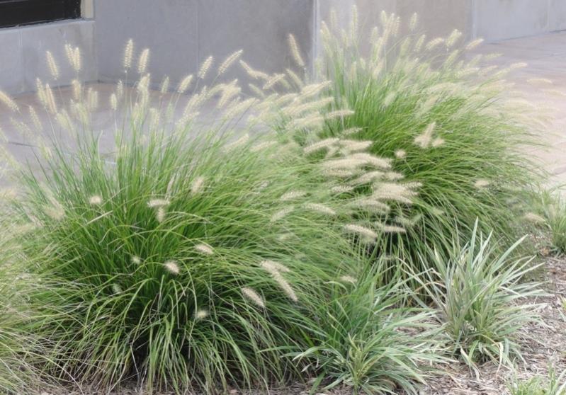 Растение Pennisetum alopecuroides (С5) - фото 2