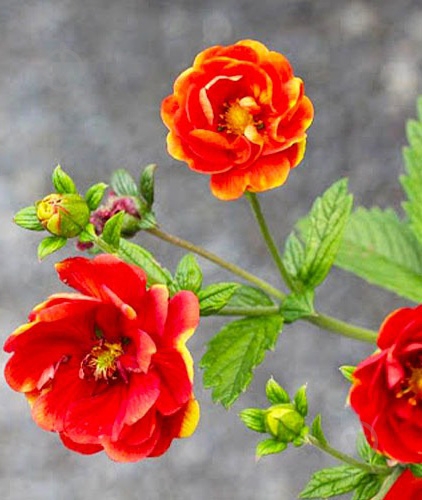 Растение Potentilla 'Arc-en-Ciel' (С2) - фото 2 Растение Potentilla 'Arc-en-Ciel' (С2) - фото 2