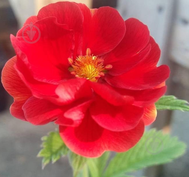 Растение Potentilla 'Arc-en-Ciel' (С2) - фото 5 Растение Potentilla 'Arc-en-Ciel' (С2) - фото 5