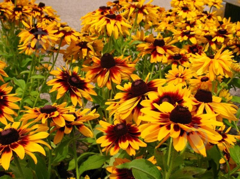 Растение Rudbeckia (Рудбекия) (C3) - фото 2 Растение Rudbeckia (Рудбекия) (C3) - фото 2