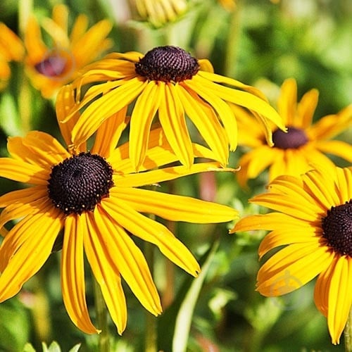 Растение Rudbeckia (Рудбекия) (C3) - фото 3 Растение Rudbeckia (Рудбекия) (C3) - фото 3