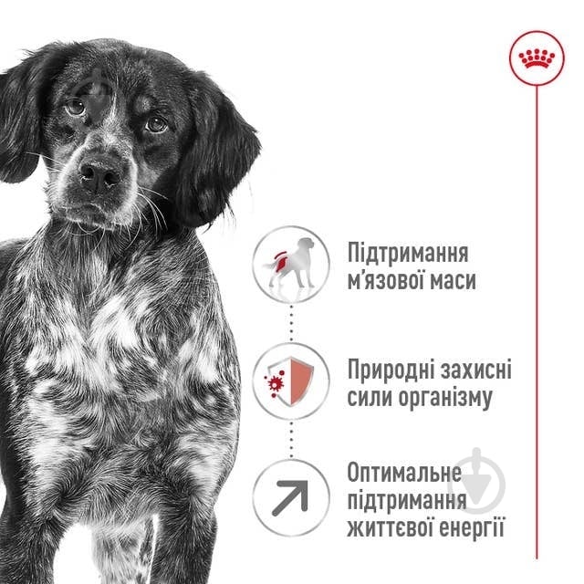 Корм сухий Royal Canin Medium Adult 7+ (R444703) 15 кг - фото 2 Корм сухий Royal Canin Medium Adult 7+ (R444703) 15 кг - фото 2
