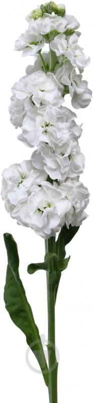 Маттиола White белая (Эквадор) - фото 1