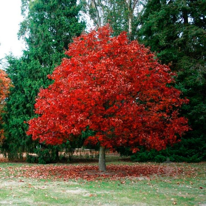 Растение Дуб красный Quercus rubra h-300+ cм ВГ - фото 3