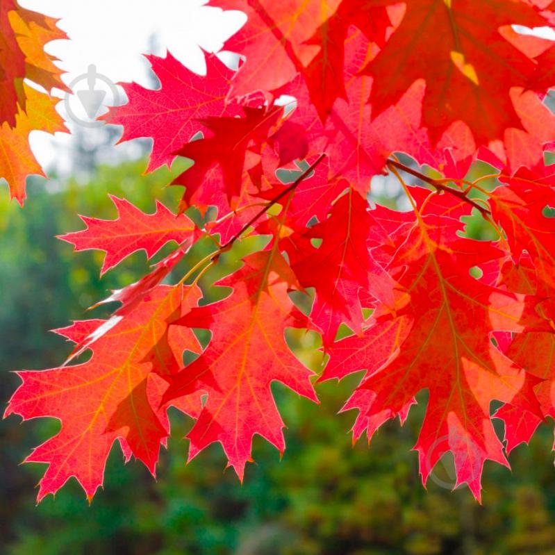 Растение Дуб красный Quercus rubra h-300+ cм ВГ - фото 2