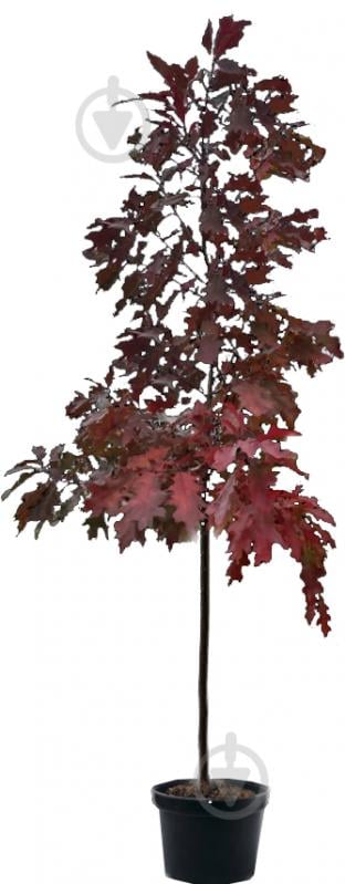 Растение Дуб красный Quercus rubra h-300+ cм ВГ - фото 1