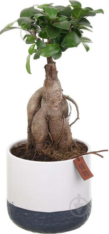 Растение Бонсай-фикус microcarpa Ginseng 15х35 см - фото 1