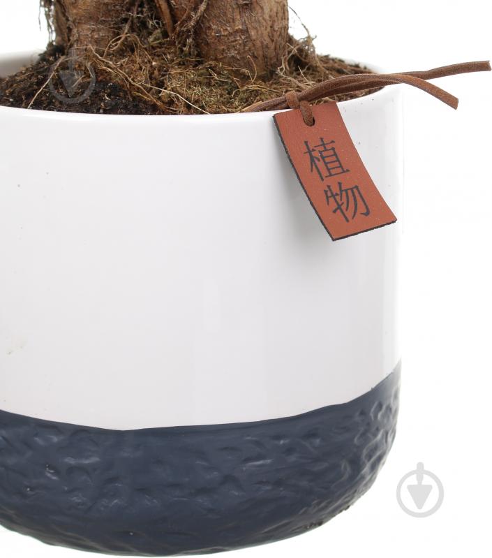 Растение Бонсай-фикус microcarpa Ginseng 15х35 см - фото 4