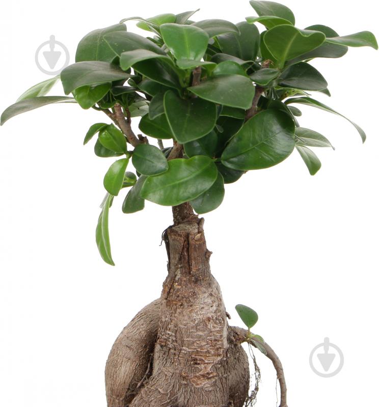 Растение Бонсай-фикус microcarpa Ginseng 15х35 см - фото 3