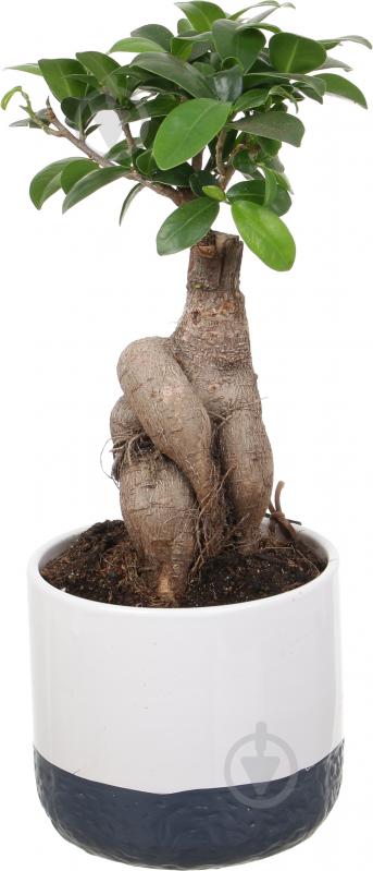 Растение Бонсай-фикус microcarpa Ginseng 15х35 см - фото 2