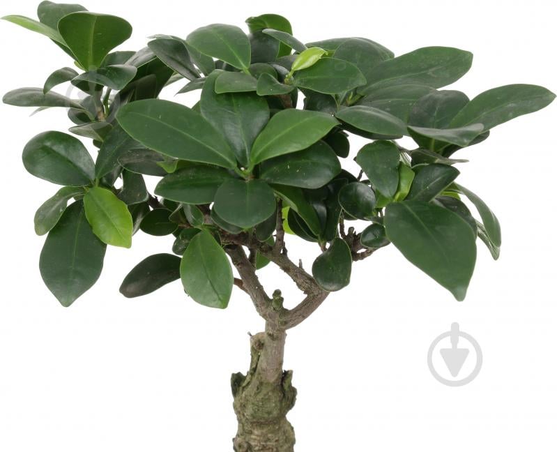 Растение Бонсай-фикус microcarpa Ginseng 17х45 см - фото 5