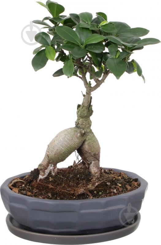 Растение Бонсай-фикус microcarpa Ginseng 17х45 см - фото 2