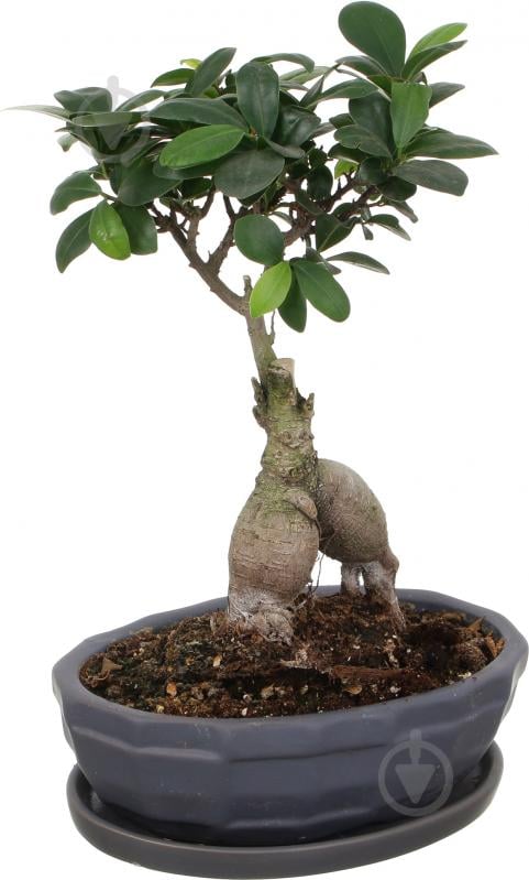Растение Бонсай-фикус microcarpa Ginseng 17х45 см - фото 4