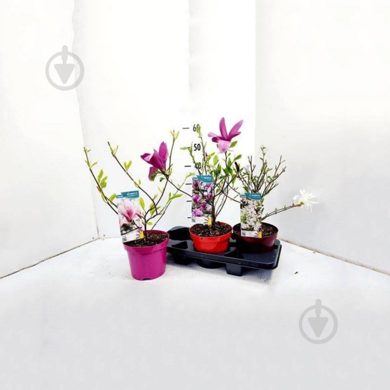 Растение Магнолия 19*55 микс - фото 1