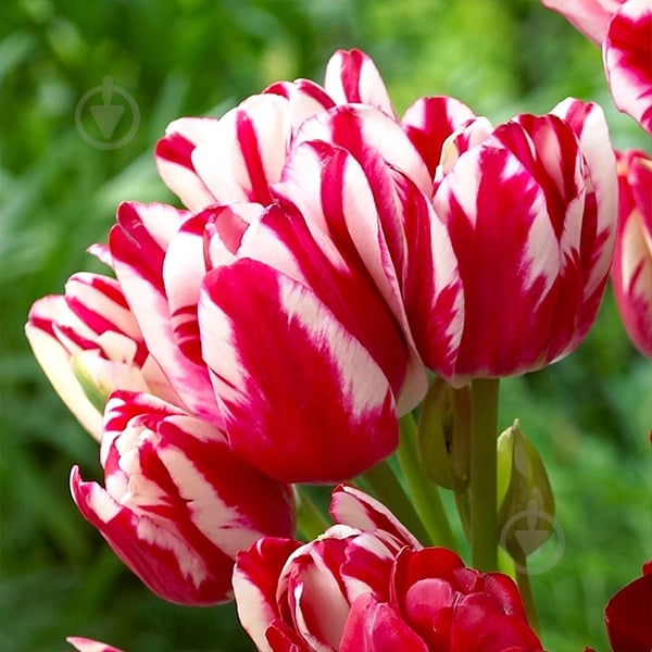 Луковица Тюльпан Flaming Club 3 шт. Яскрава - фото 1 Луковица Тюльпан Flaming Club 3 шт. Яскрава - фото 1