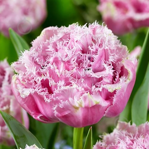 Цибулина Тюльпан Caims 2 шт. Яскрава - фото 1