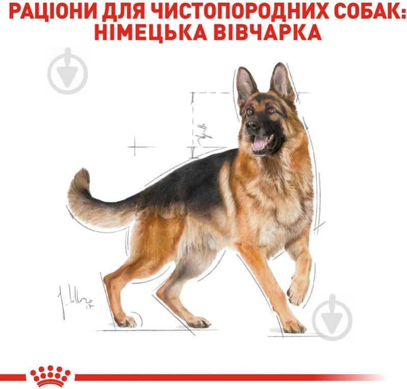 Корм сухий для дорослих собак для крупних порід Royal Canin GERMAN SHEPHERD ADULT (Джерман Шеперд Едалт), 11 кг 11 кг - фото 4