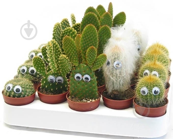 Растение Кактус с глазами 6/10 - фото 1