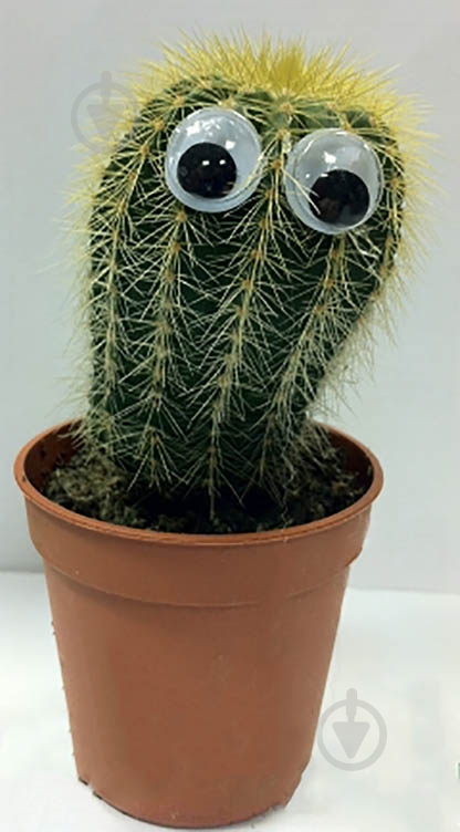 Растение Кактус с глазами 6/10 - фото 3
