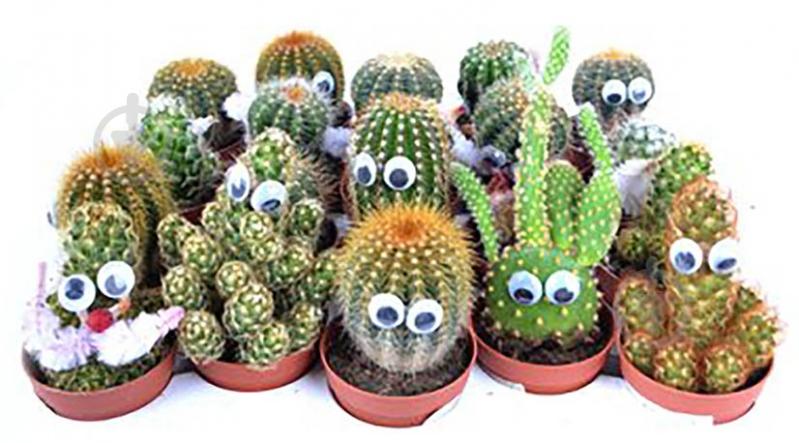 Растение Кактус с глазами 6/10 - фото 2