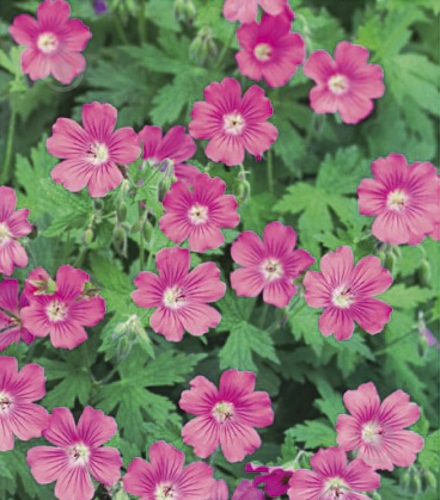 Корневище Яскрава Герань Vision 1 шт. - фото 1