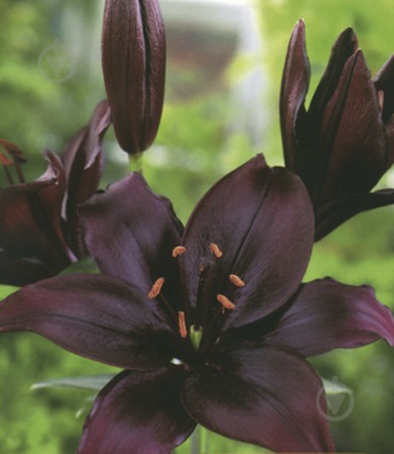 Луковица Яскрава Лилия LA гібрид Methone 1 шт. - фото 1