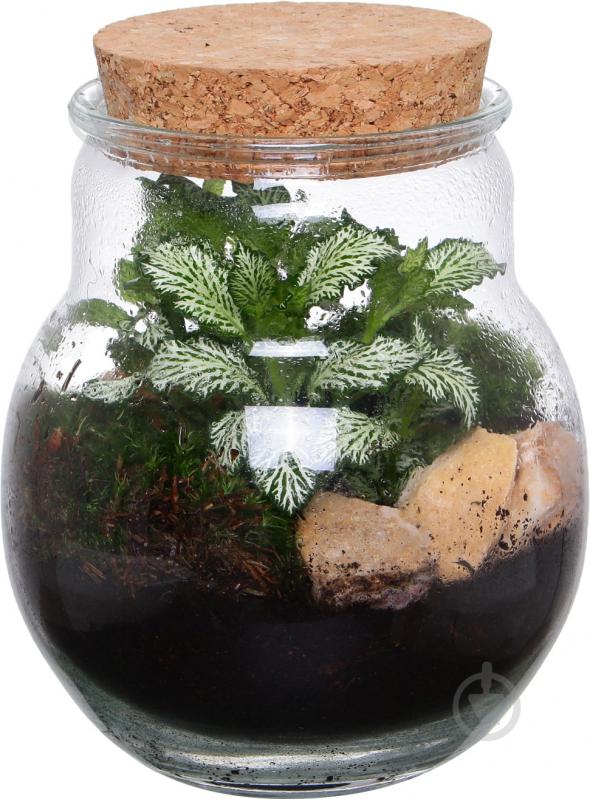 Тераріум у пляшці 16х20 см - фото 1