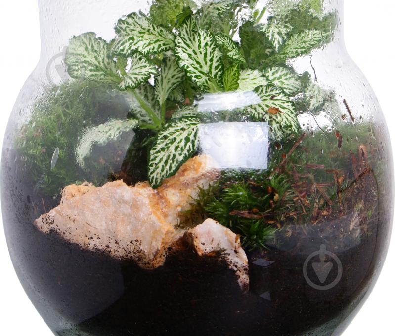 Тераріум у пляшці 16х20 см - фото 2